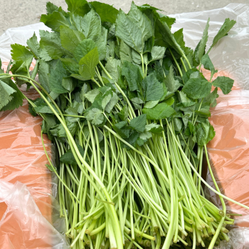 [새벽경매] 국내산 참나물 300g/500g/1kg/2kg/4kg