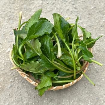 [새벽경매] 국내산 취나물 300g/500g/1kg/2kg/4kg