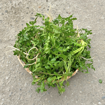 [새벽경매] 국내산 냉이나물 300g/500g/1kg/2kg/4kg