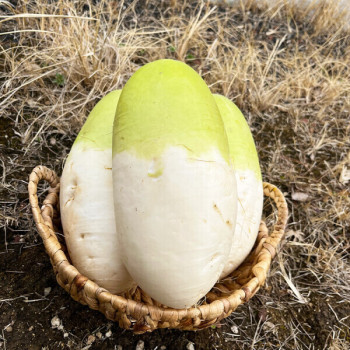 국내산 제주도 월동무 제주무 김장무 무우 3kg/5kg/7kg/10kg