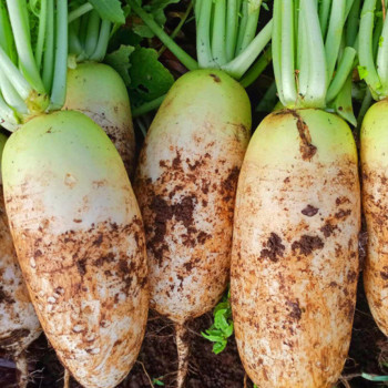 [명일] 국산 싱싱하고 아삭한 무 햇무 세척무 5kg 10kg