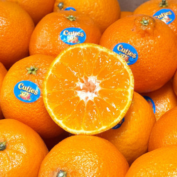 [딱! 7일 특가] [명일] 만다린 수입 썬키스트 큐티스 필즈 고당도 귤 감귤 700g, 1kg, 1.5kg, 2kg