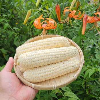 (냉동) 미백옥수수 특품(15cm이상) 10개입/ 20개입