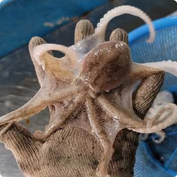 서해안 제철 활 주꾸미 1kg(10미내외) /2kg/3kg/5kg 암수랜덤 알배기 50%