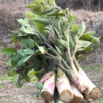 국내산 땅두릅 300g/1kg/2kg