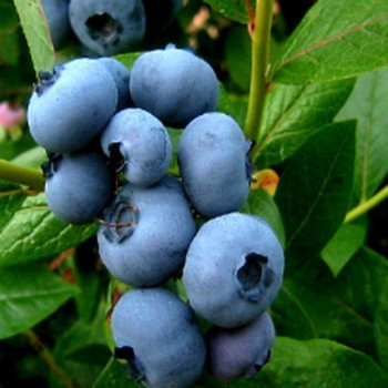 [딱! 7일 특가] 국내산 블루베리 생과 특 100g 2팩/4팩/8팩/10팩 상 특 왕특