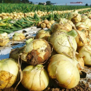 [남도애] 26년산 조생종 흰양파 (중대/특왕) 3kg/5kg 선택