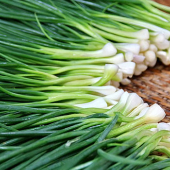 [남도애] 국산 깐쪽파 특품 1단/2단 선택