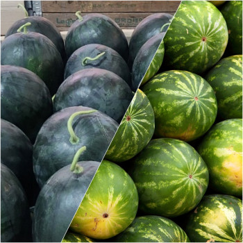 [아침애딴] 산지직송 고당도 흑수박/하우스수박 3kg 4kg 5kg 6kg