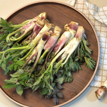 [아침애딴] 제철 봄나물 남해 땅두릅 500g 1kg 2kg