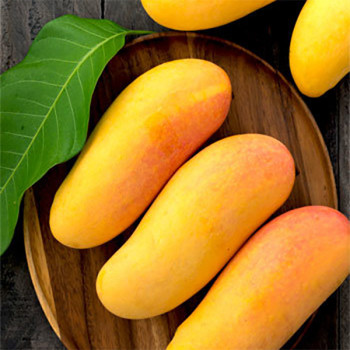 [봉스팜] 프리미엄 마하차녹 무지개망고 / 중량선택