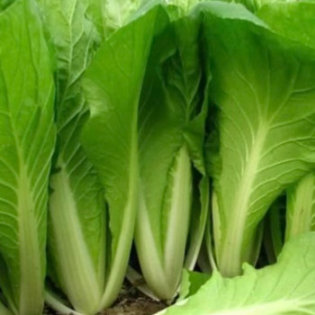[남도애] 국산 손질한 얼갈이 배추 특품 2kg/4kg 선택