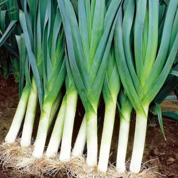 [남도애] 국산 손질한 대파 1단 2kg 내외