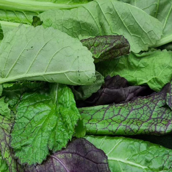 [남도애] 갓김치용 개량종 국산 홍갓(안갓) 특품 1단 4kg 이상