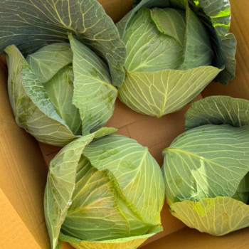 [명일] 국내산 햇 양배추 1통당 2kg 내외