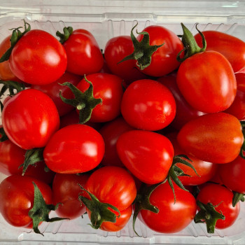 [계양산][무료배송][공원] 달콤한 스테비아 대추 방울토마토