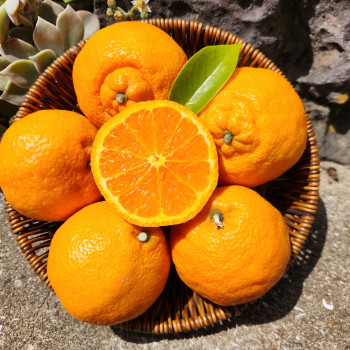 제주명품 고당도 카라향 골라담기 1.5kg~