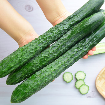 [오커최고] 청량 가시오이 수분 가득 오이 1kg 2kg