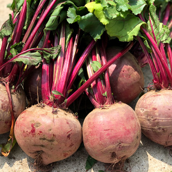 제주 레드비트/(가정용)2kg