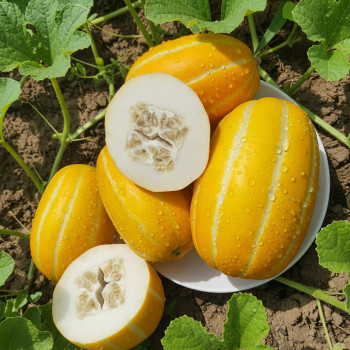 (산지직송) 성주 꿀 참외 가정용 (소과/중과/대과)