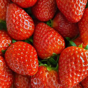 [오커늘푸] 설향 딸기 700g 내외 한입 특 사이즈