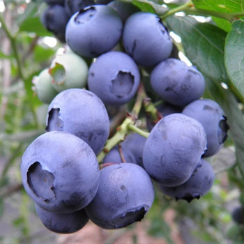 [남도애] 국내산 햇 생블루베리 / 중량선택