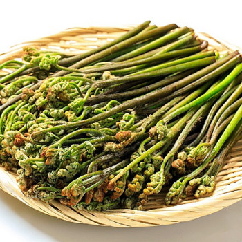 [남도애] 국산 특품 생고사리 1kg/2kg/4kg 선택