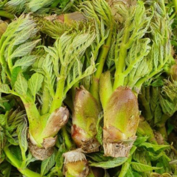 [남도애] 국산 참두릅 (특) 500g/1kg 선택