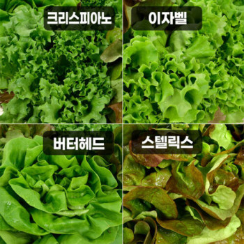 [1만원균일가][무농약/수경재배] 당일수확 유러피안 샐러드 야채모듬 [1kg/4-6종]