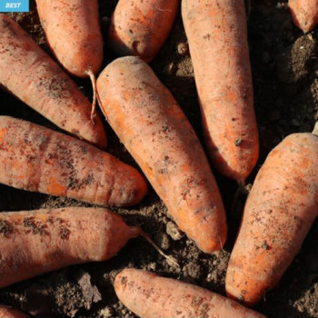 [1만원균일가][햇당근] 신선한 햇당근_흙당근 [3kg/특상]