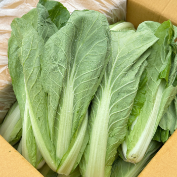 [새벽경매] 국내산 얼갈이 300g/500g/1kg/2kg/4kg