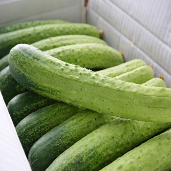 [딱! 7일 특가] [산지직송]아삭아삭 수분이 가득한 백다다기 오이 2kg/3kg/4kg/4.5kg/5kg/10kg