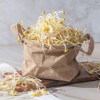 100% 국내산 신선야채 산소콩나물 1kg/2kg/3kg/5kg/10kg