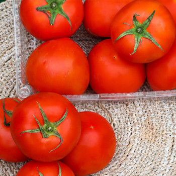 [오커디어] 찰진 완숙 토마토 2.5kg 5kg 빨간 토마토