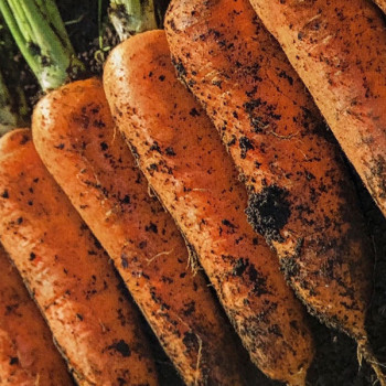 [화산토] 제주 구좌 흙당근 [3kg-10kg]