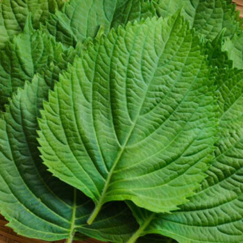 [남도애] 국산 깻잎 (봉지깻잎/GAP인증) 선택