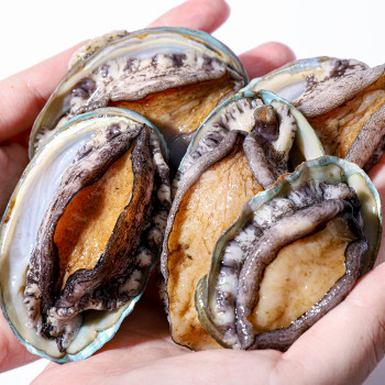 (특가) 활전복 대사이즈 1kg (10~14미)