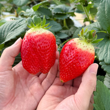 딸기의 왕 킹스베리