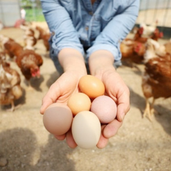 (난각번호 1번) 자연방사 방목 유정란 계란 달걀 30구 (52g이상 특란 무선별 배송) 계란
