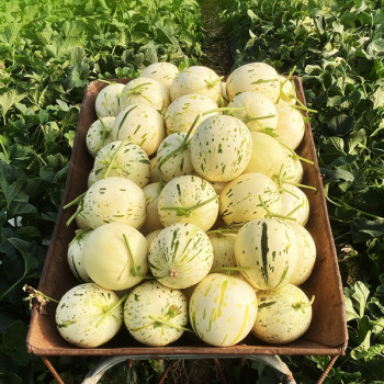 [완전꿀맛]백자 메론 꿀멜론 1수/2수/3수/4수 신품종 사탕 꿀 멜론 부드럽고 달콤한 맛