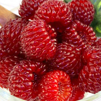 당일수확 산딸기 생과 500g/1kg 안전배송