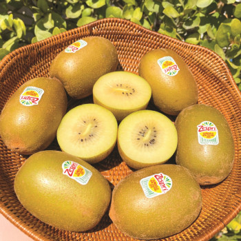 뉴질랜드 제스프리 골드키위 중과 대과 점보 5과 10과 20과