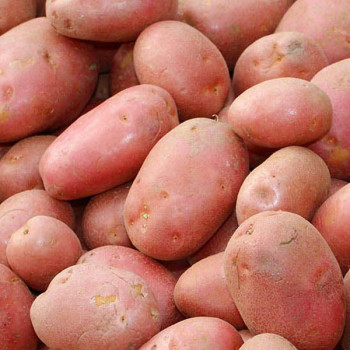 [오커브팜] 카스테라 홍감자 빨간 감자 1.5kg 3kg 5kg