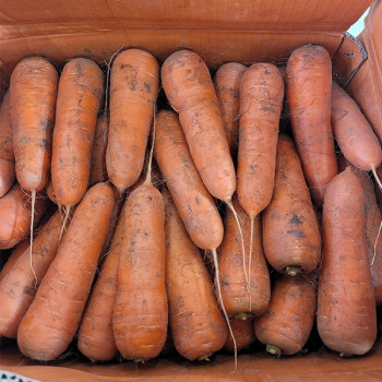 [오커최고] 당신근처 당근  2kg 5kg 10kg 중 상 특 크기