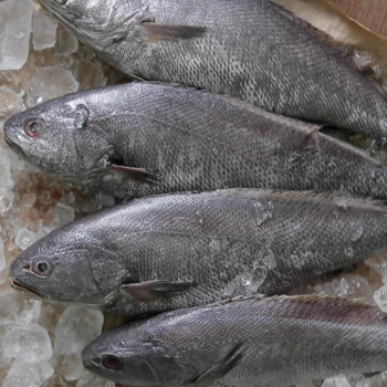 [딱! 7일 특가] [그린씨푸드] 여수 반건조 할복민어 특대 400g X 3미/5미