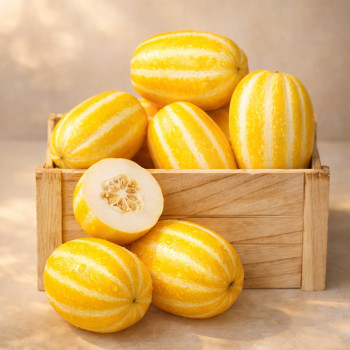 온부자유통 성주 꿀참외 고당도 특등급 참외 특 2kg 3kg 5kg 10kg