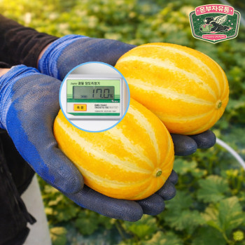 온부자유통 성주 꿀참외 고당도 특등급 참외 특품/가정용 2kg 3kg 5kg 10kg 성주 월향농협 산지직송