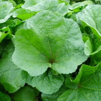 [남도애] 국산 아욱 (특품) 1kg/2kg 선택