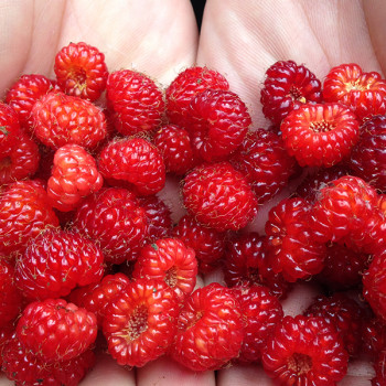 [오커최고] 톡톡 산딸기 생과 산딸기 250g