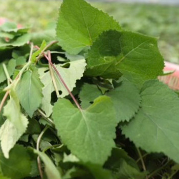 [남도애] 남도에서 수확한 생 취나물 (특품) 500g/1kg 선택